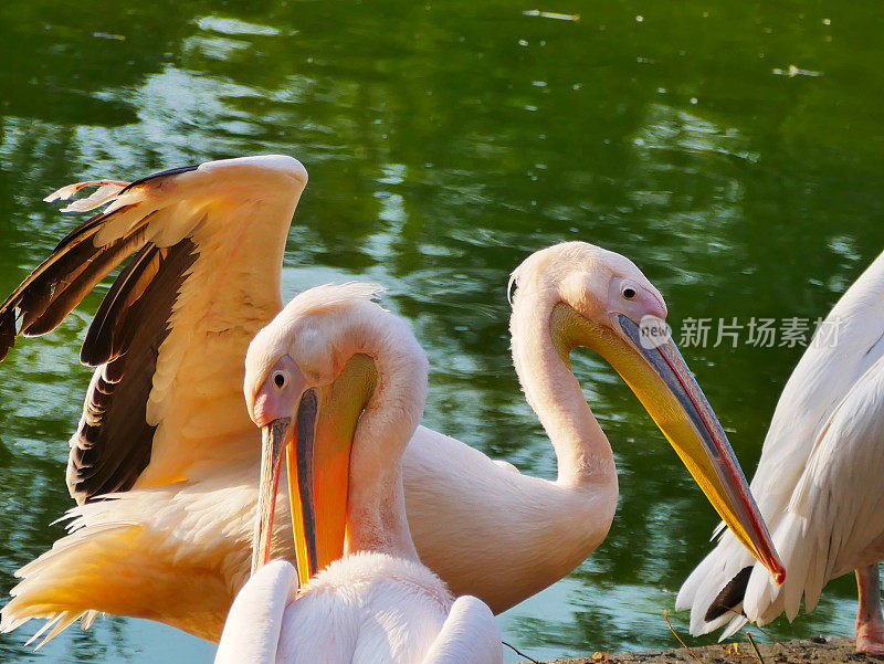 大白鹈鹕(Pelecanus onocrotalus)